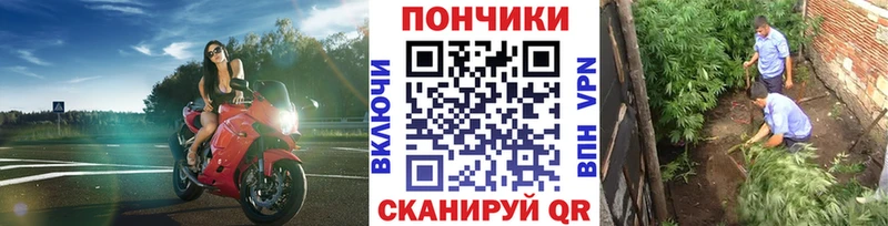 Каннабис план  Павловская 